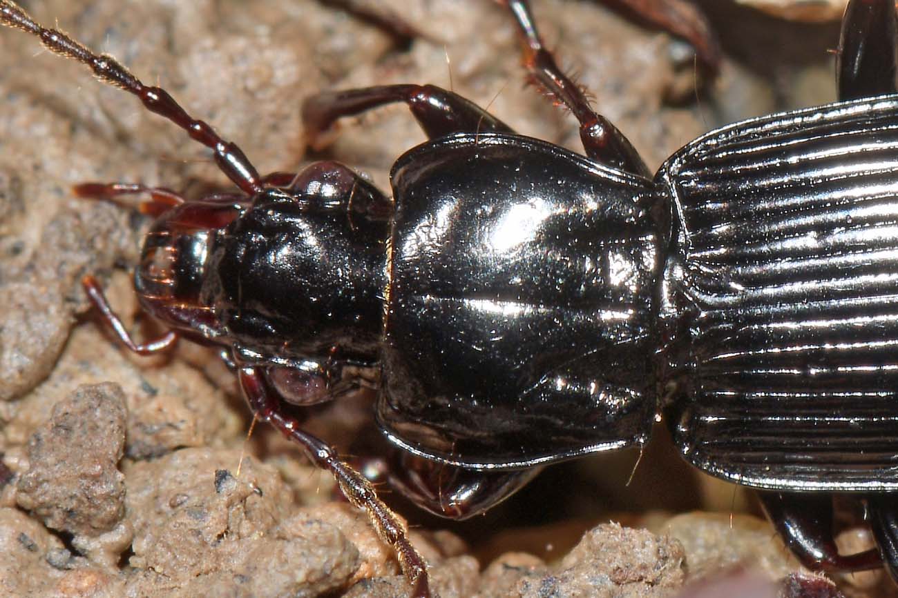 Carabidae:  Pterostichus micans?